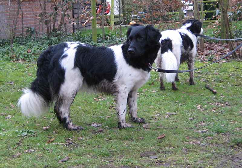 Friese Stabij